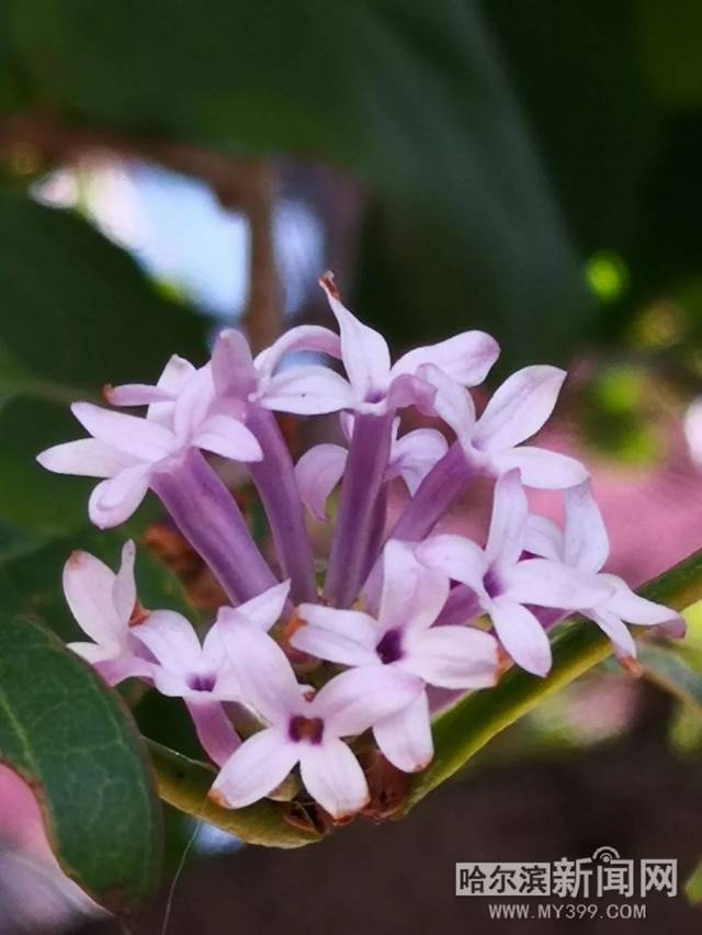 四大名捕之入梦妖灵