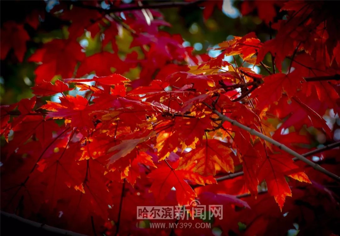 四大名捕之入梦妖灵