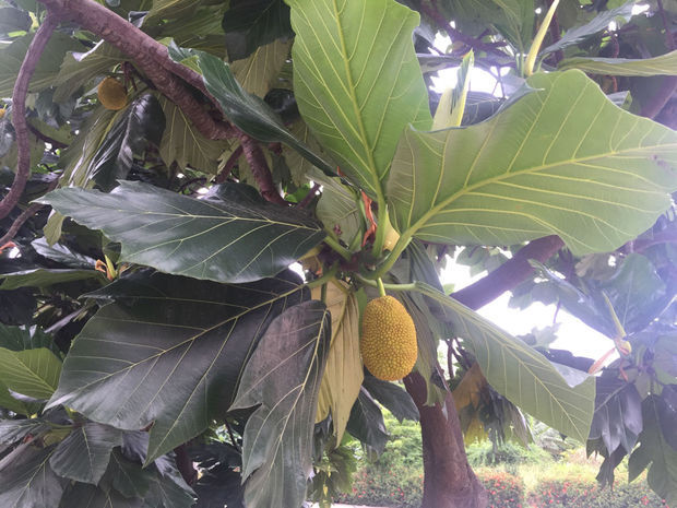 古畑任三郎完结篇 重生之死